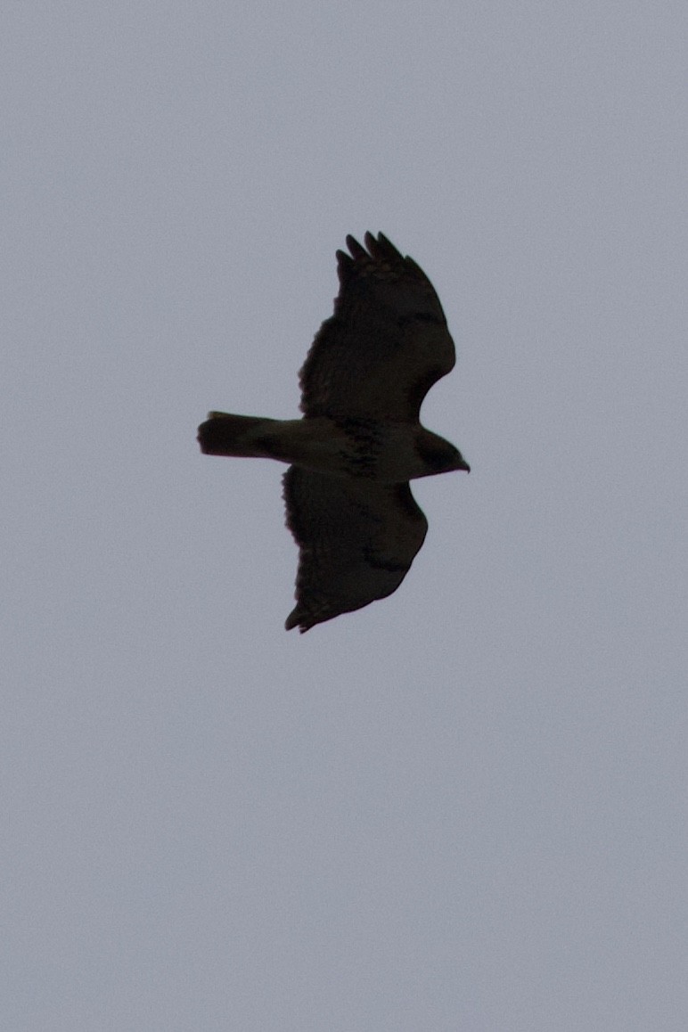 Red-tailed Hawk (abieticola) - ML617201816