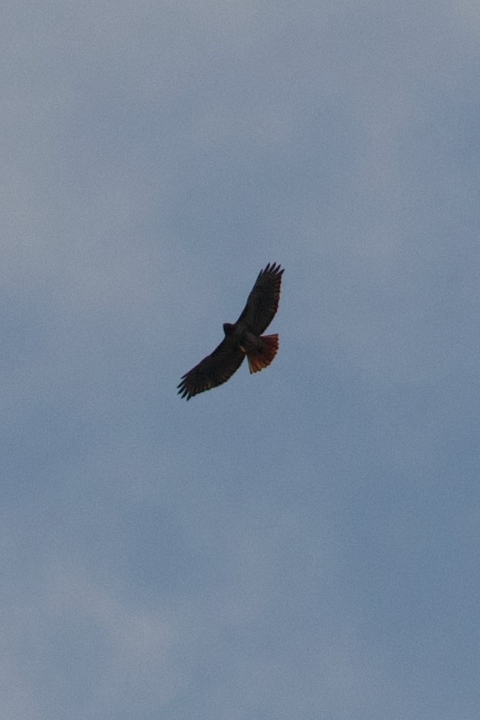 Red-tailed Hawk (abieticola) - ML617201818