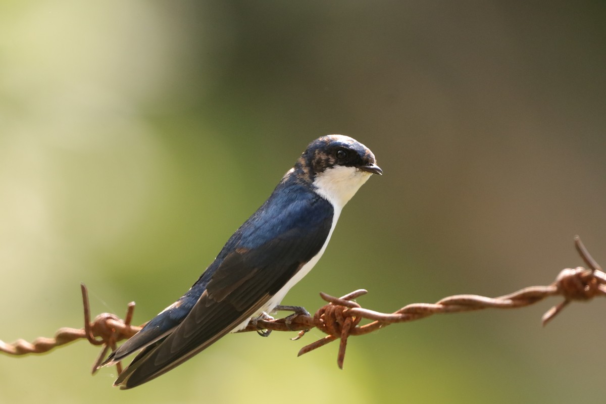 Blue-and-white Swallow - ML617201819