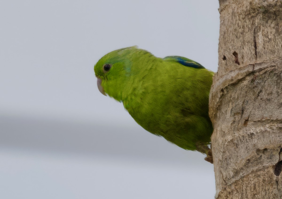 papoušíček amazonský - ML617201849