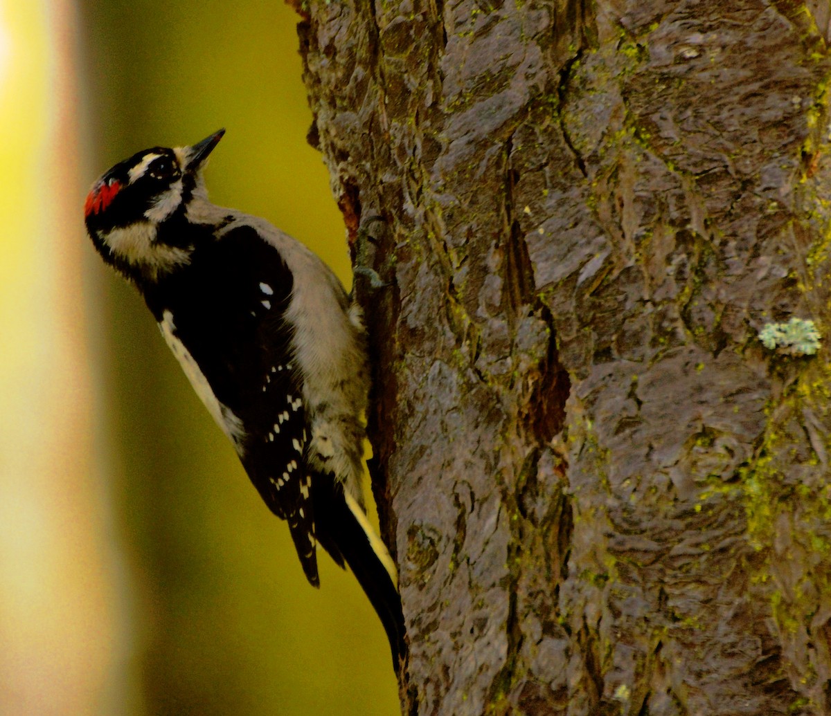 Downy Woodpecker (Pacific) - ML617201899