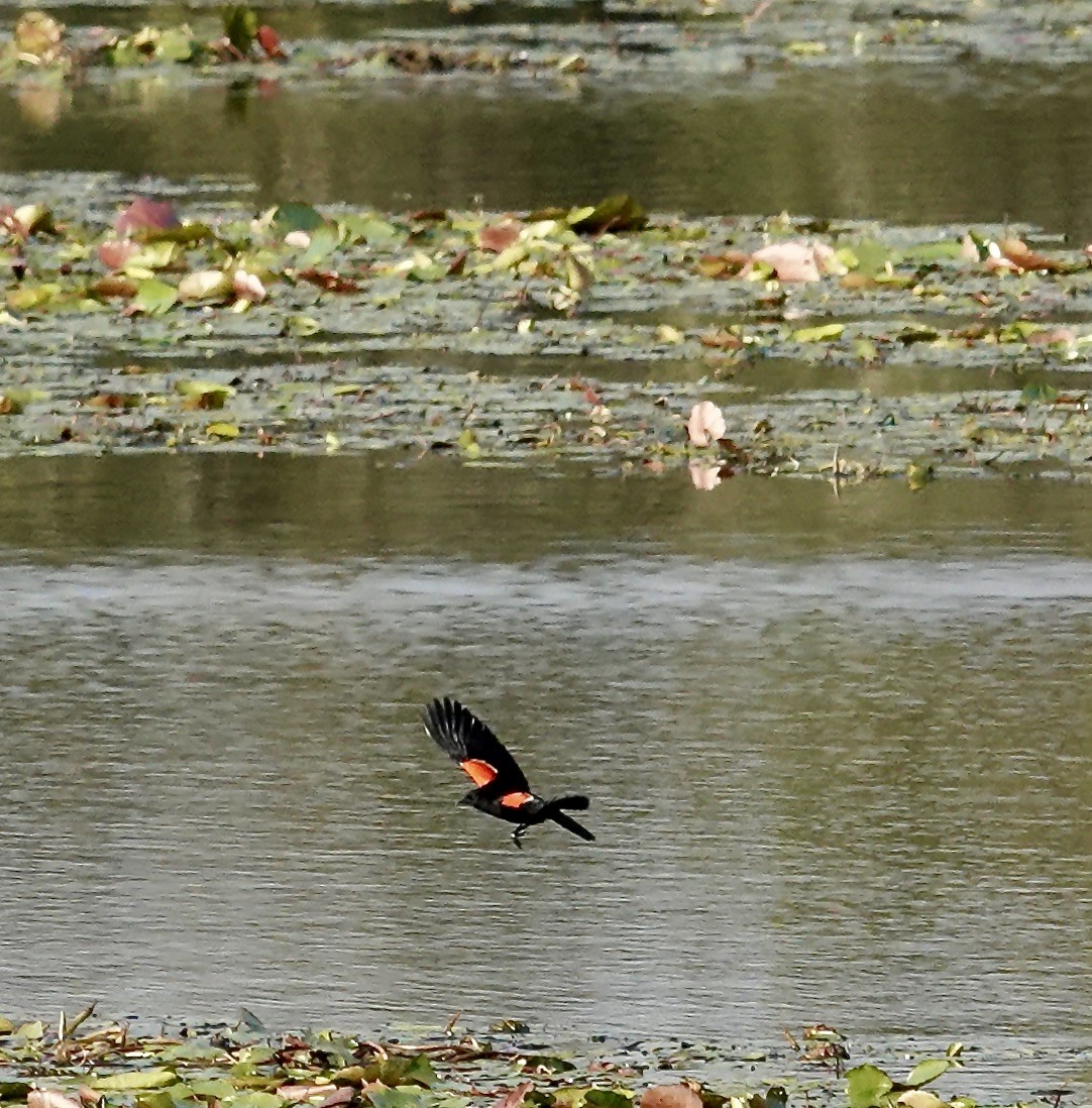 Red-winged Blackbird - ML617201905