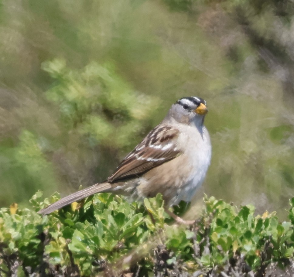 White-crowned Sparrow - Suba S