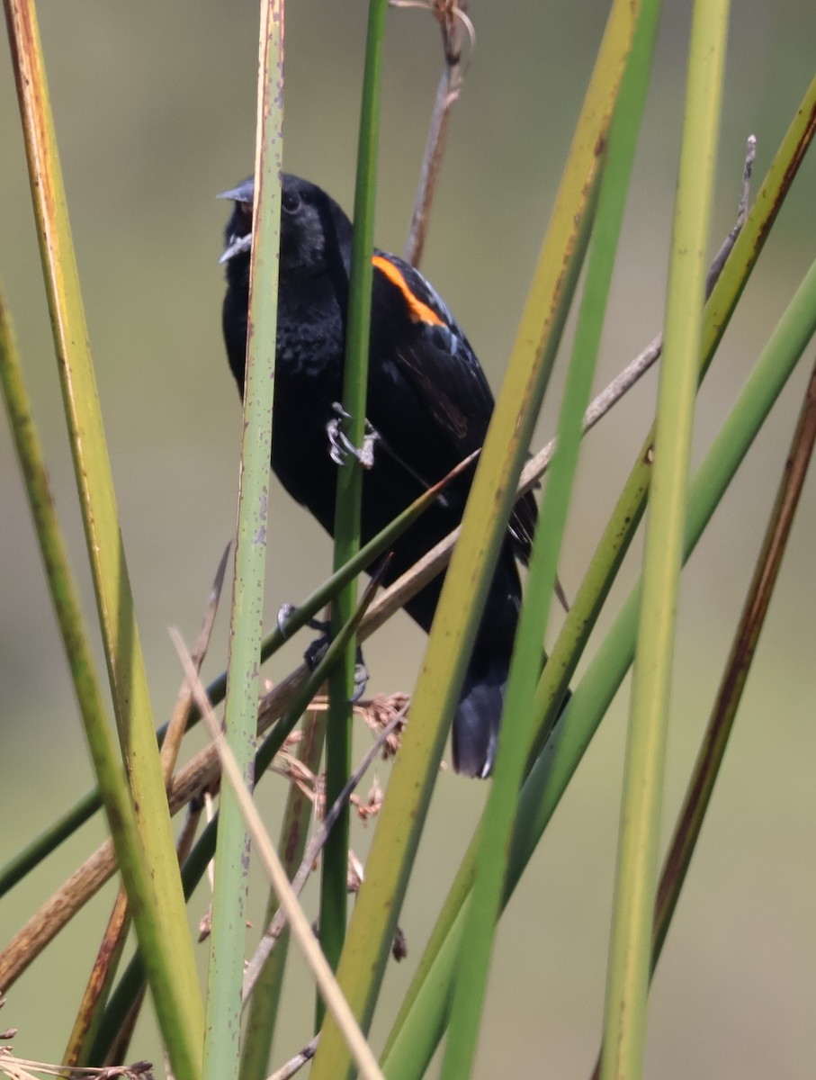 Red-winged Blackbird - Suba S