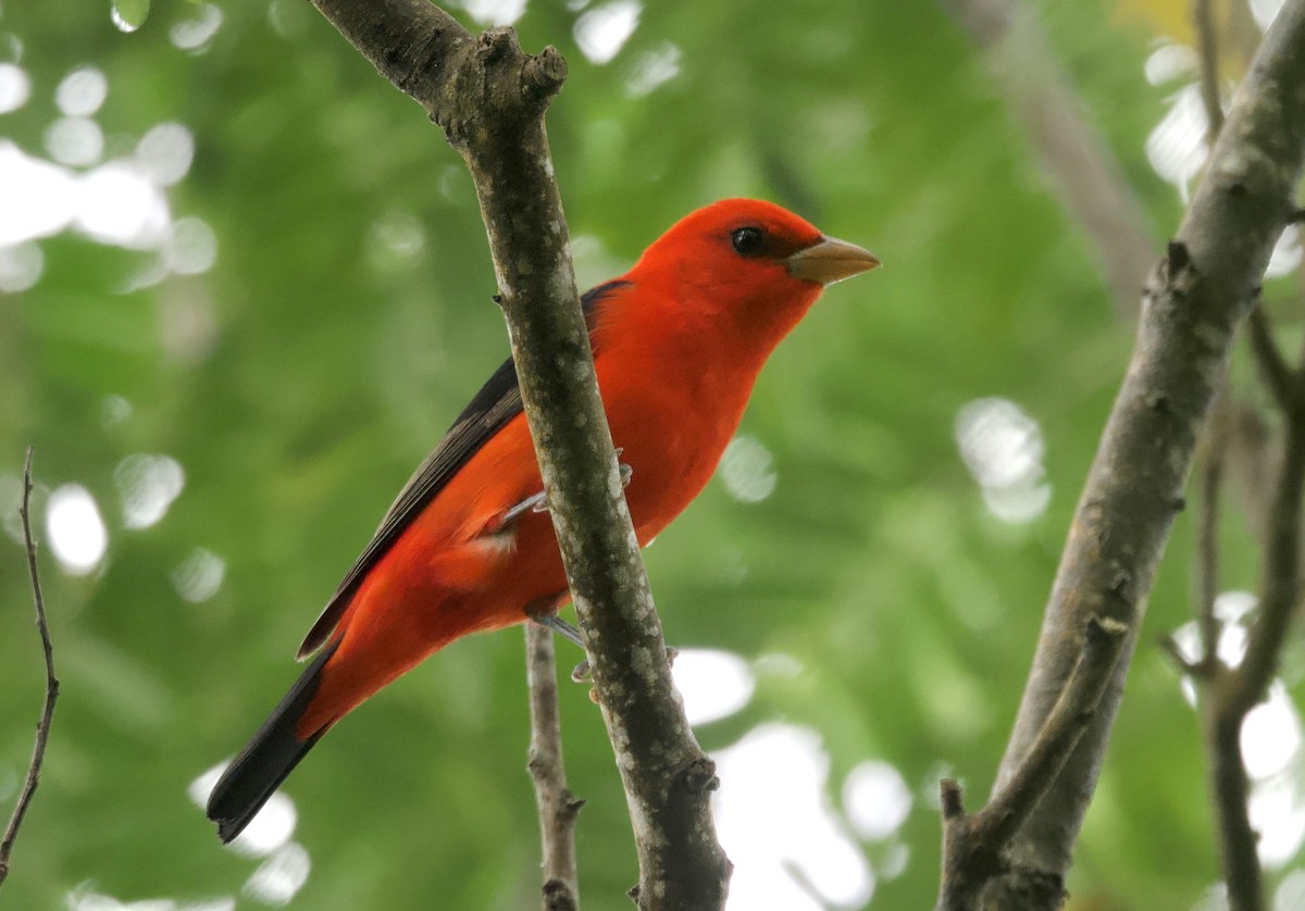 Scarlet Tanager - ML617201981
