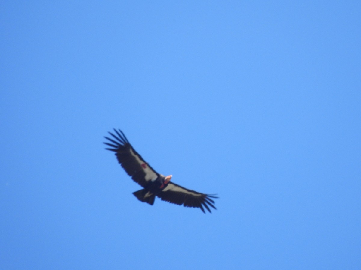 California Condor - ML617202008