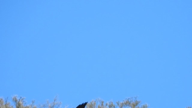 Condor de Californie - ML617202015