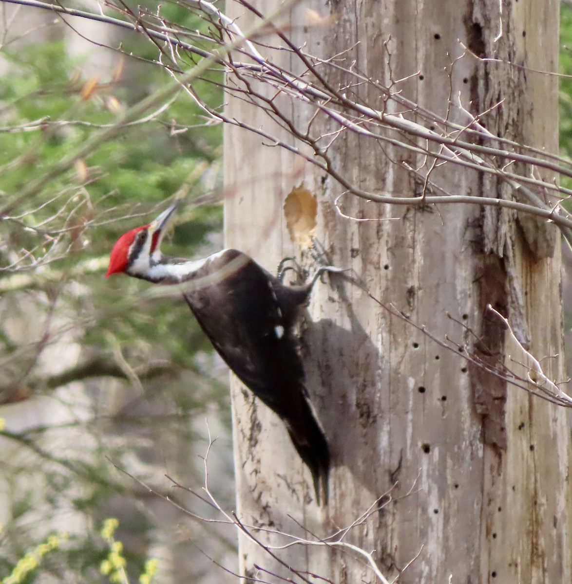 Pileated Woodpecker - Laurie Reynolds