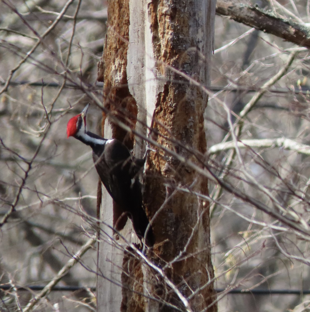 Pileated Woodpecker - ML617202038