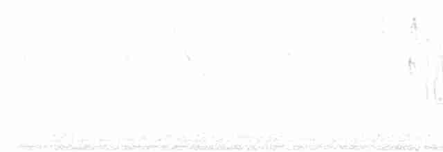 holoubek vlnkovaný - ML617202090