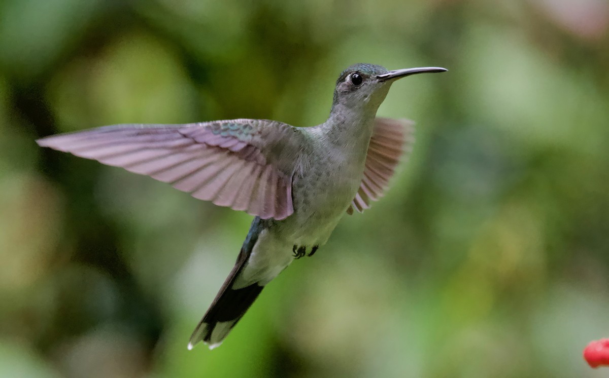 kolibřík šedoprsý - ML617202140