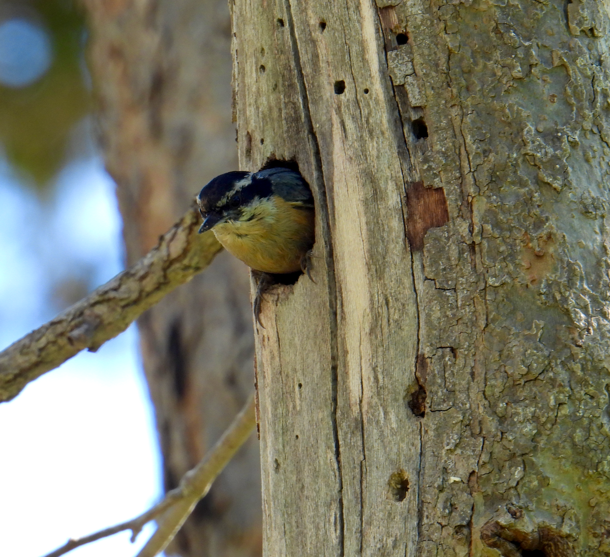 Red-breasted Nuthatch - ML617202142