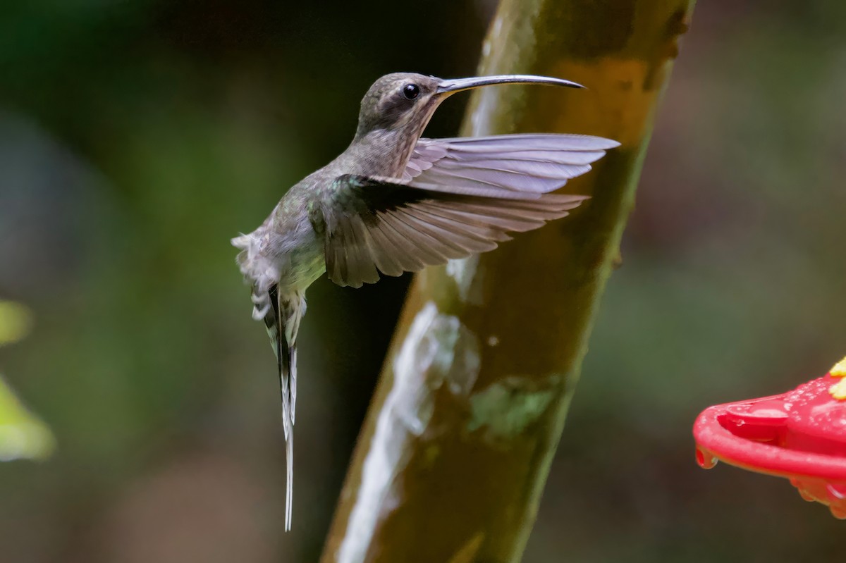 kolibřík běloknírkový - ML617202149