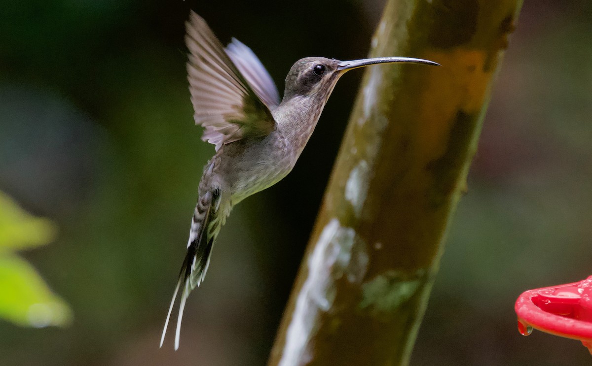 kolibřík běloknírkový - ML617202150
