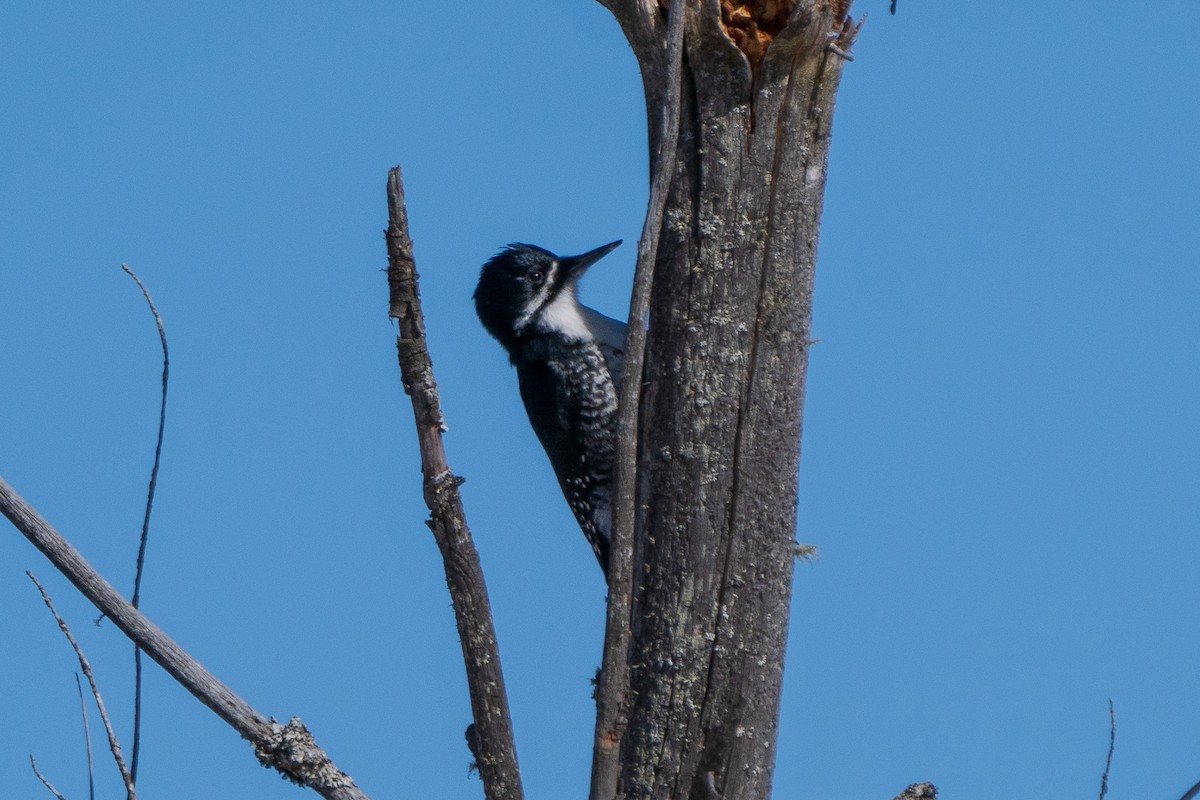 Black-backed Woodpecker - ML617202213