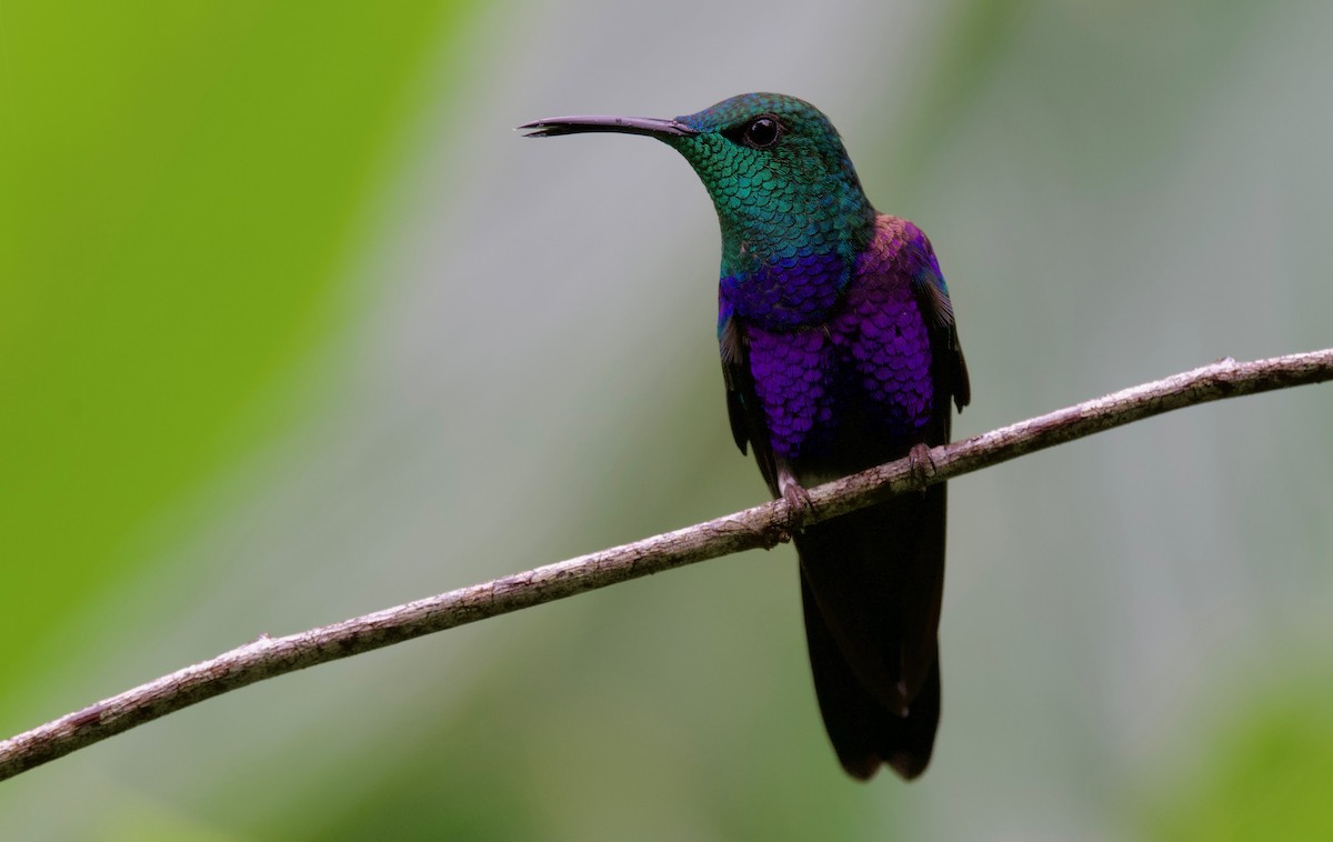 kolibřík nymfový - ML617202254