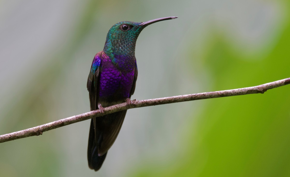 kolibřík nymfový - ML617202255