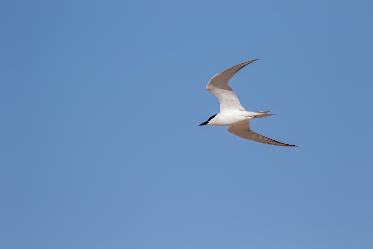 Gull-billed Tern - Tom Baxter