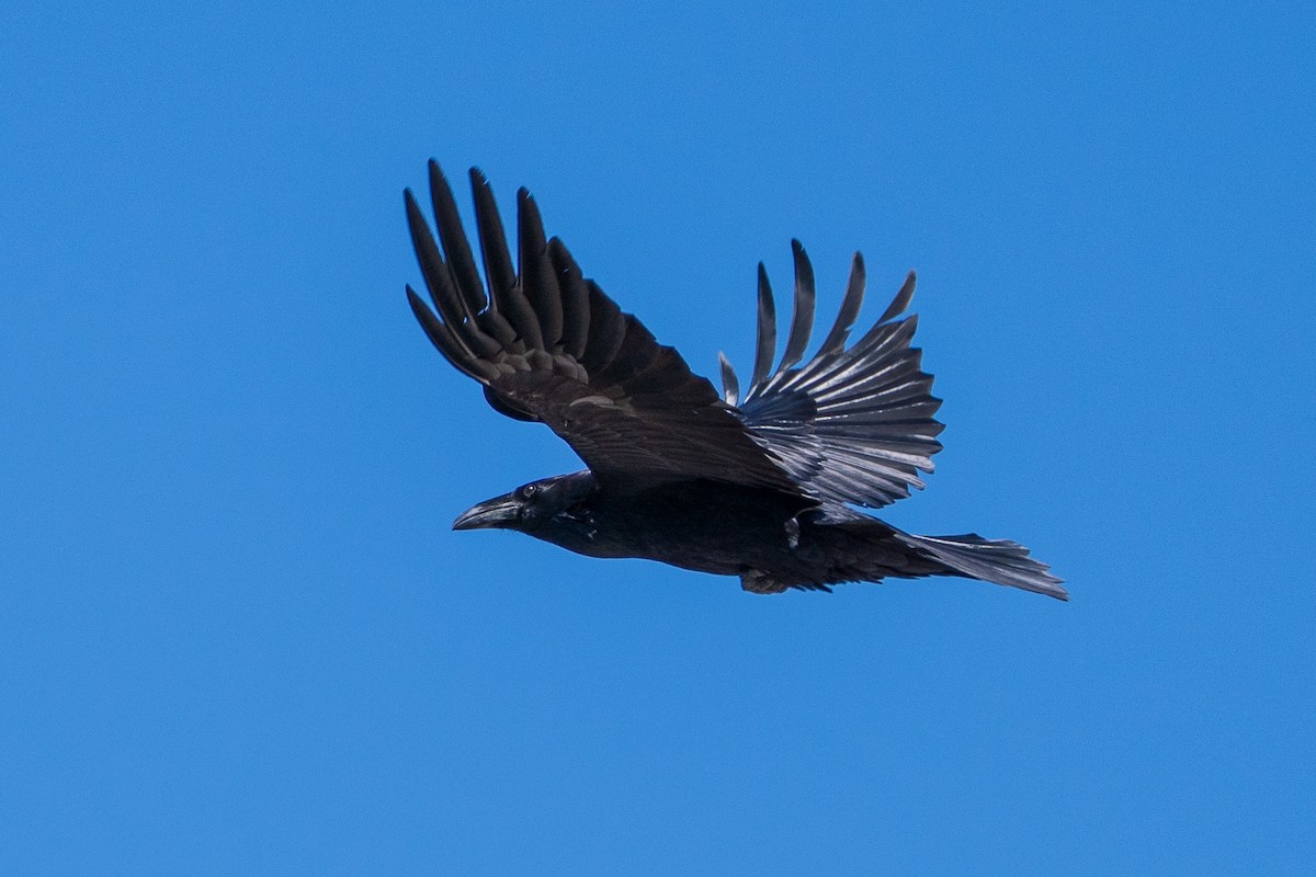 Common Raven - Craig VanOverberghe