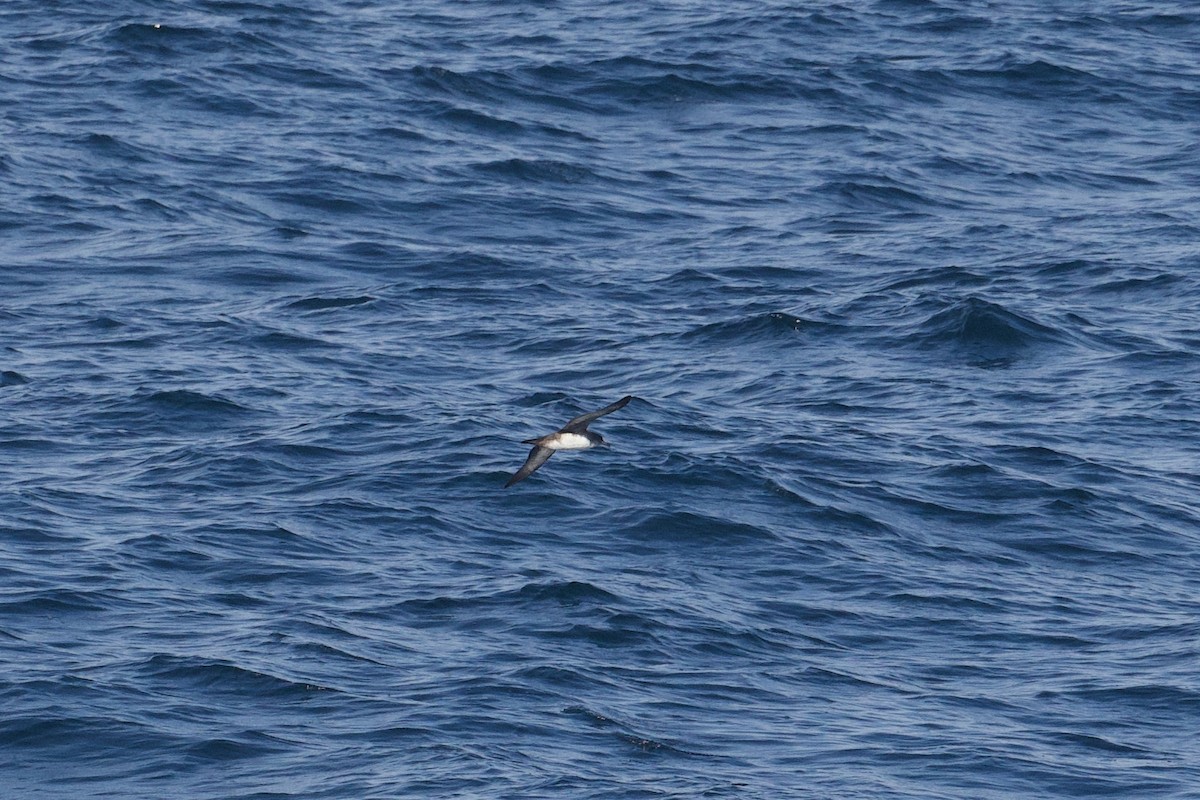 Pink-footed Shearwater - ML617202637
