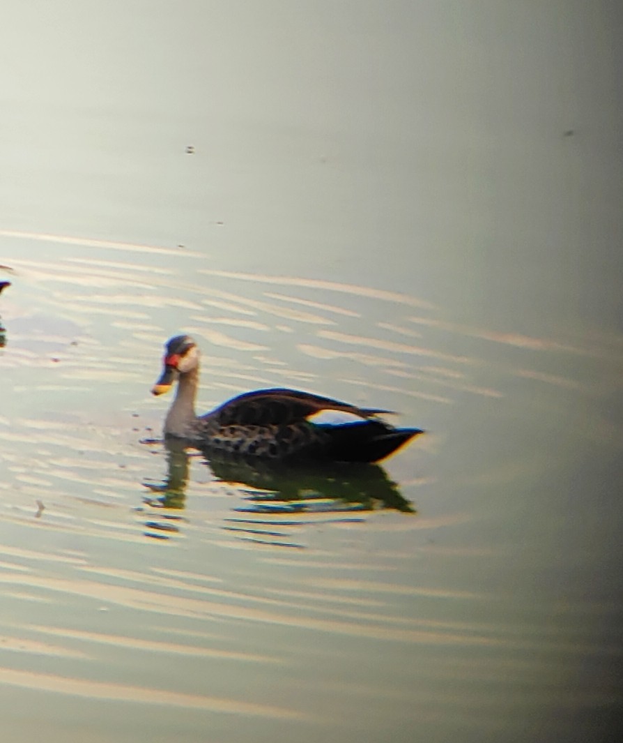 Indian Spot-billed Duck - ML617202746