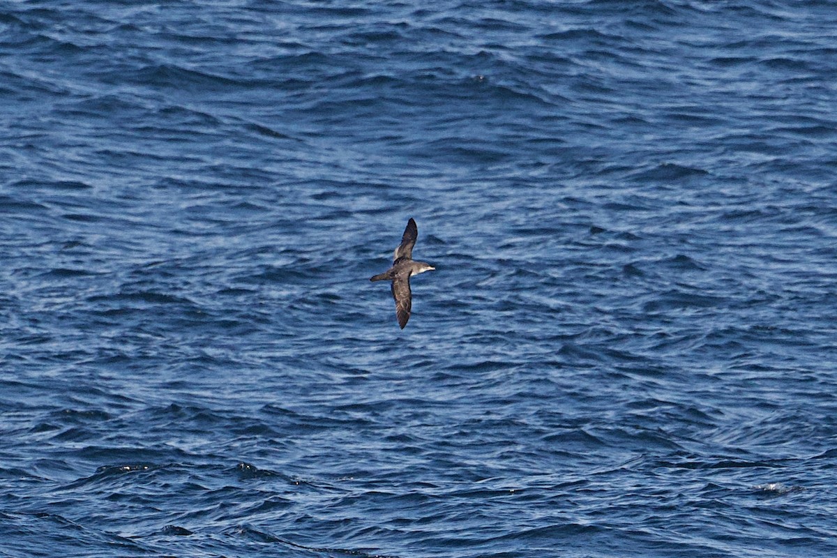 Pink-footed Shearwater - ML617202751