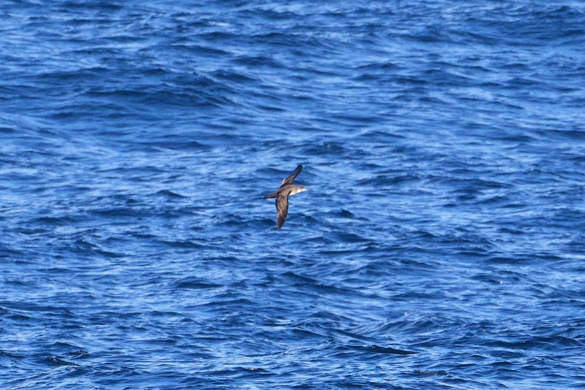 Pink-footed Shearwater - ML617202787