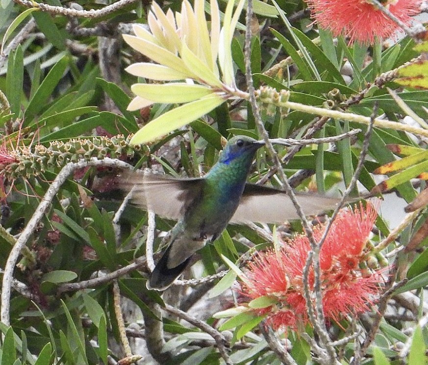 kolibřík zelený - ML617202836
