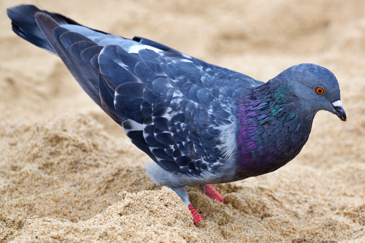 Rock Pigeon (Feral Pigeon) - Michael Tromp