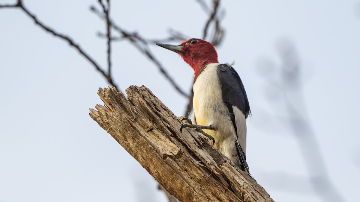 Red-headed Woodpecker - ML617203265