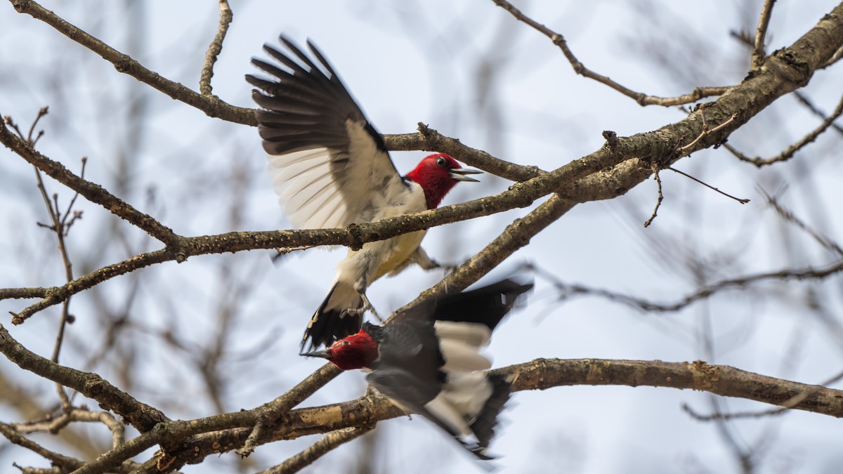 Red-headed Woodpecker - ML617203266