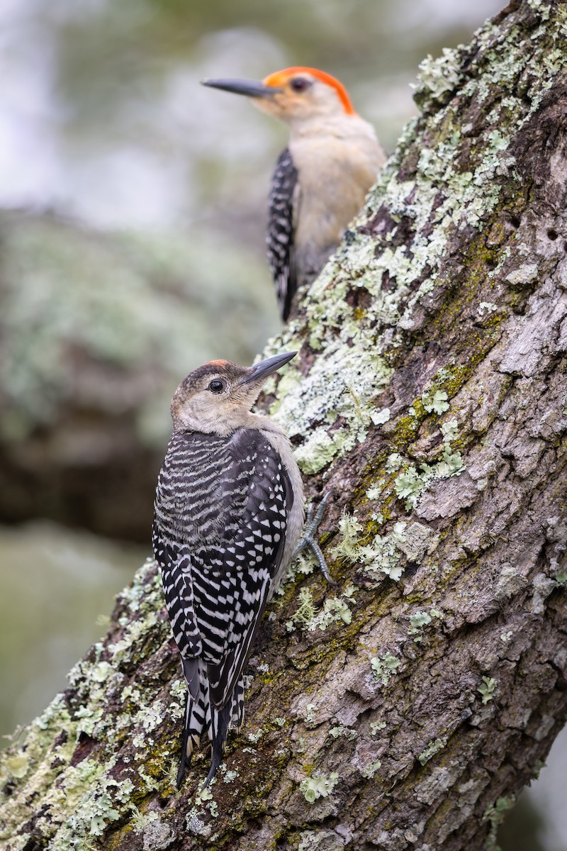 Red-bellied Woodpecker - ML617203269