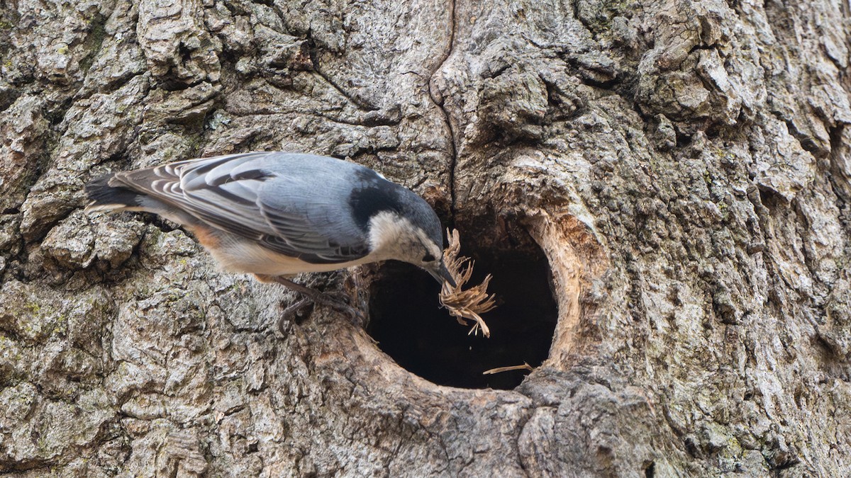 White-breasted Nuthatch - ML617203282