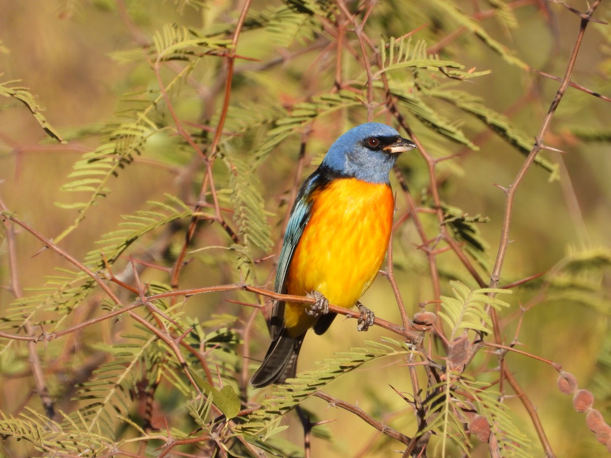 Blue-and-yellow Tanager - ML617203285