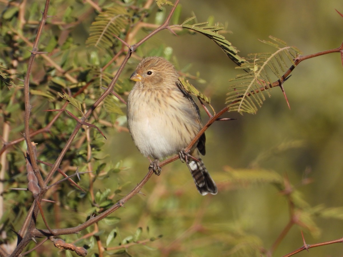 Band-tailed Seedeater - Más Aves