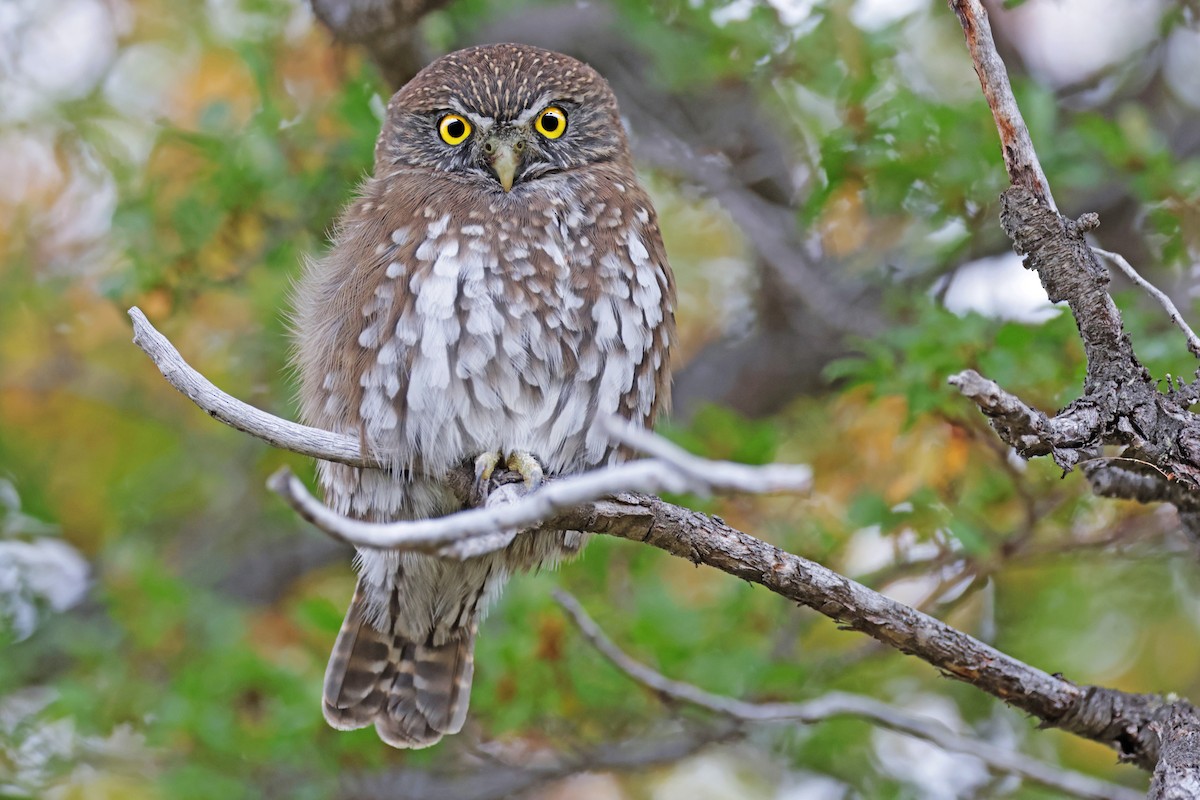 Austral Pygmy-Owl - ML617203428