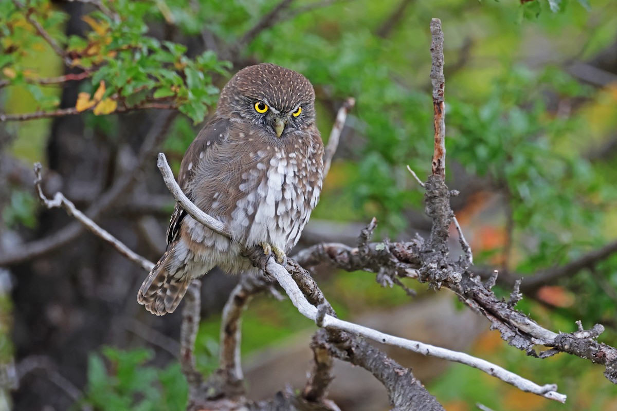 Austral Pygmy-Owl - ML617203450