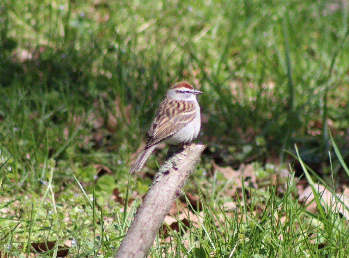 Chipping Sparrow - ML617203469