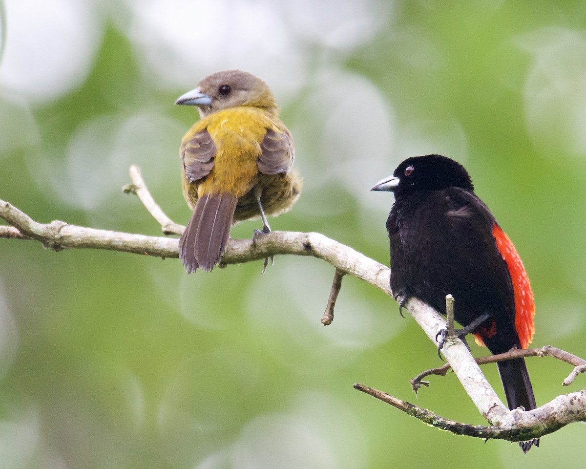 Scarlet-rumped Tanager (Passerini's) - ML617203471