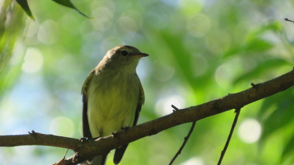 Southern Mouse-colored Tyrannulet - ML617203473