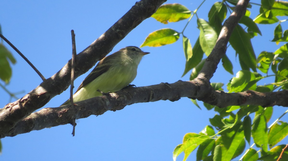 Southern Mouse-colored Tyrannulet - ML617203474