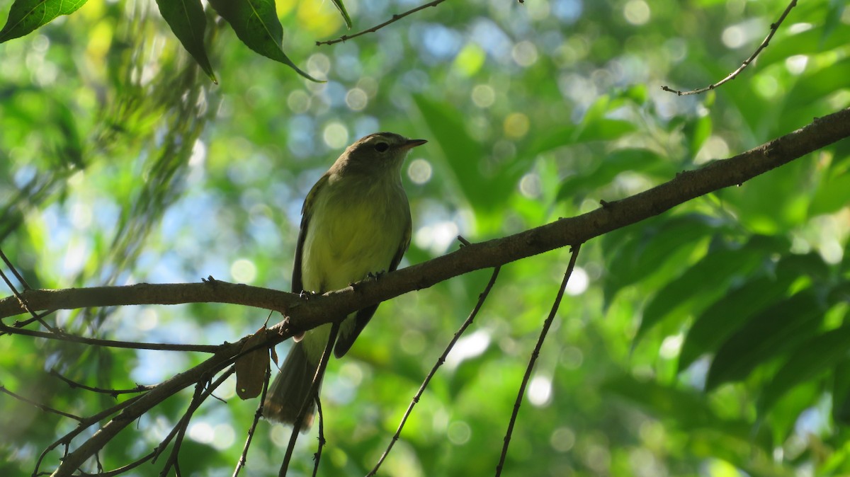 Southern Mouse-colored Tyrannulet - ML617203475