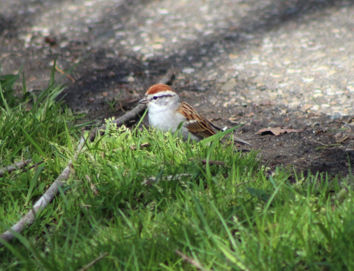 Chipping Sparrow - ML617203481