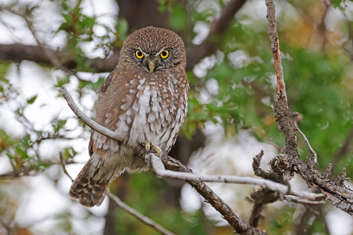 Austral Pygmy-Owl - ML617203489