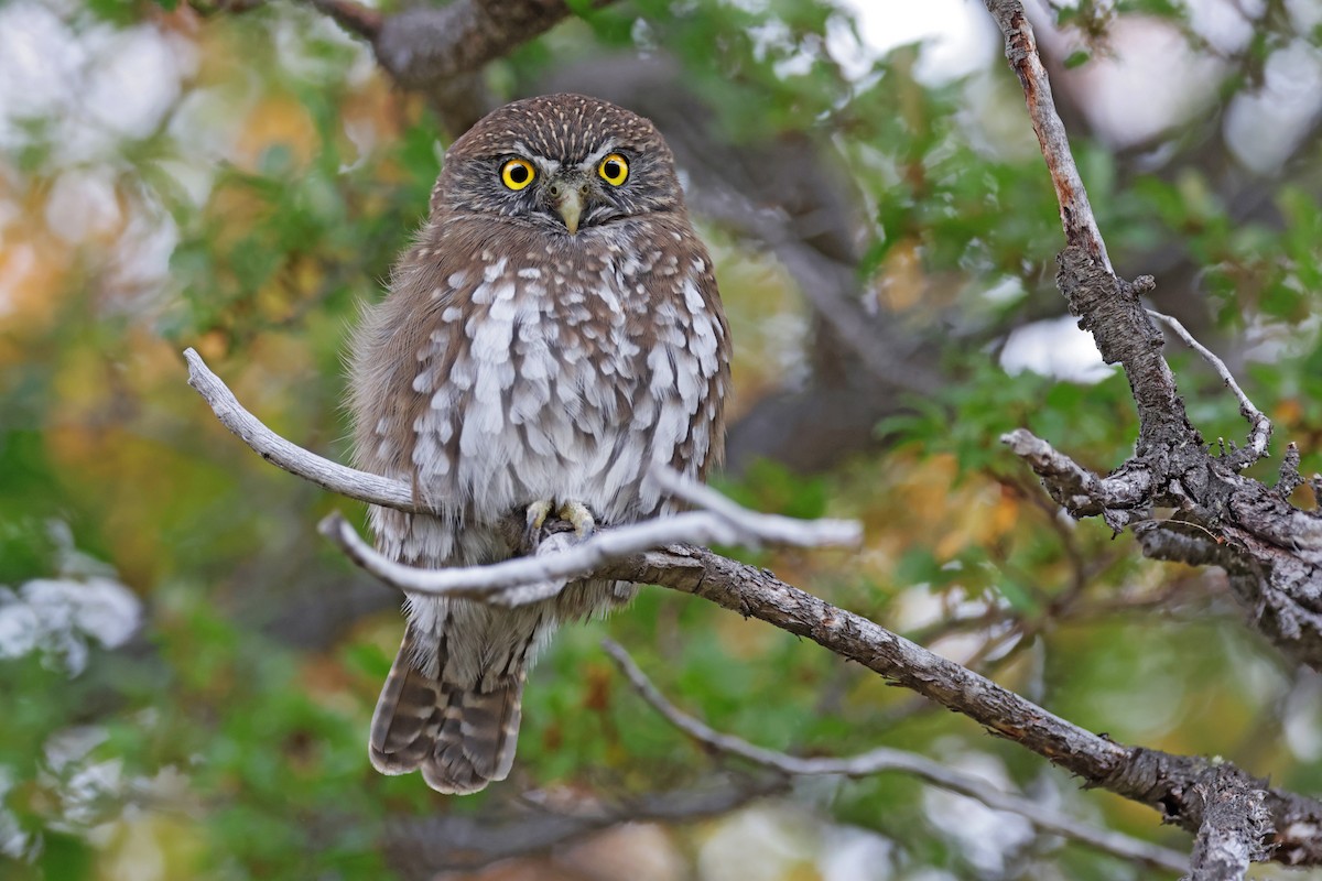 Austral Pygmy-Owl - ML617203514