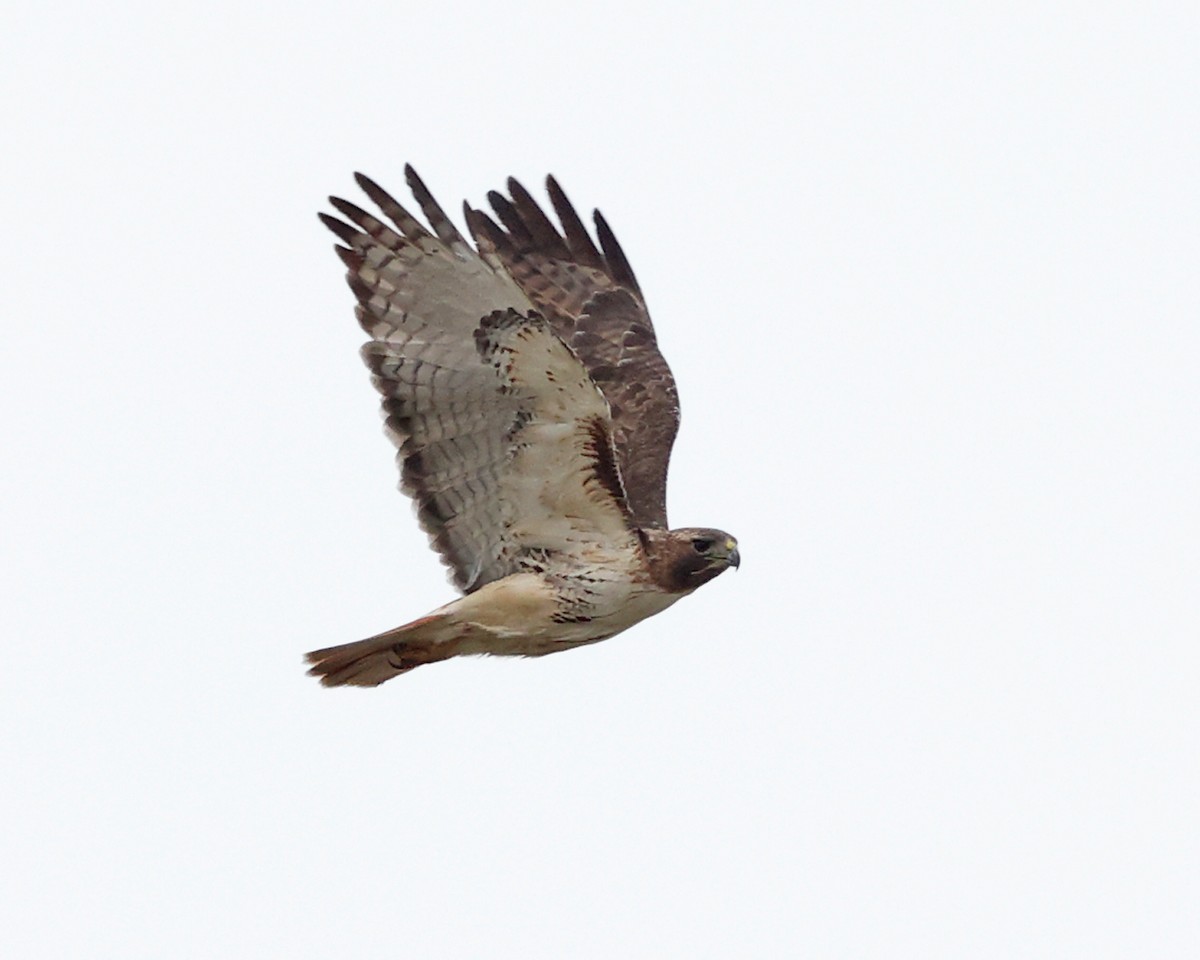 Red-tailed Hawk - ML617203542