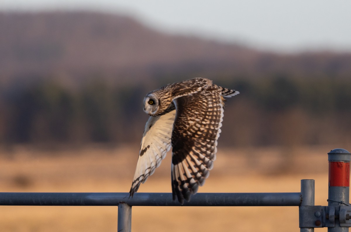 Short-eared Owl (Northern) - ML617203604