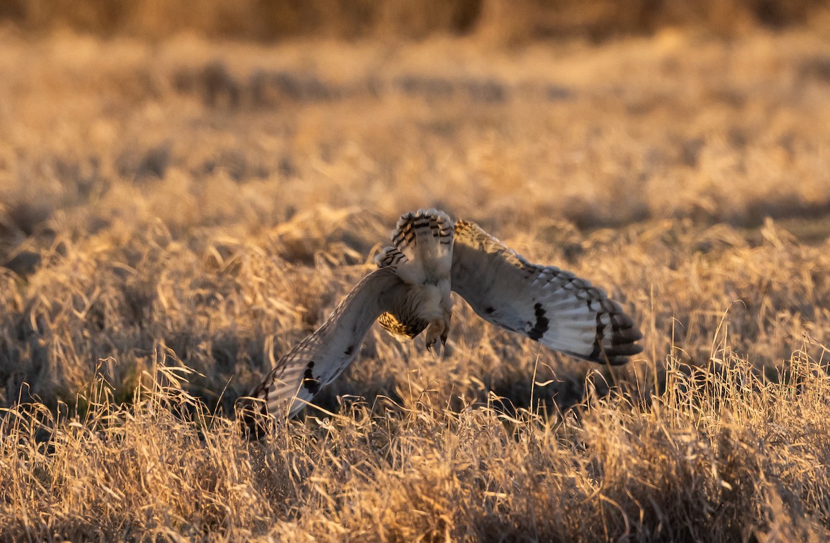 Short-eared Owl (Northern) - ML617203631