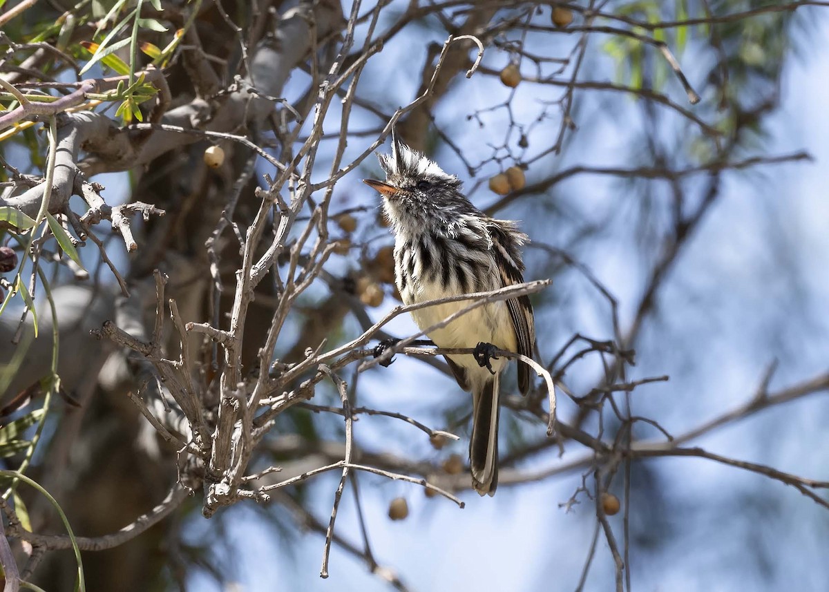 Pied-crested Tit-Tyrant - ML617203741