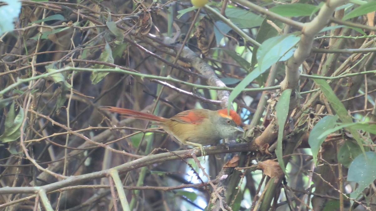 Rufous-capped Spinetail - ML617203753